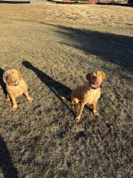 Reunited Unknown Dog last seen Gabriel’s Horn and Ronald Regan, Leander, TX 78641
