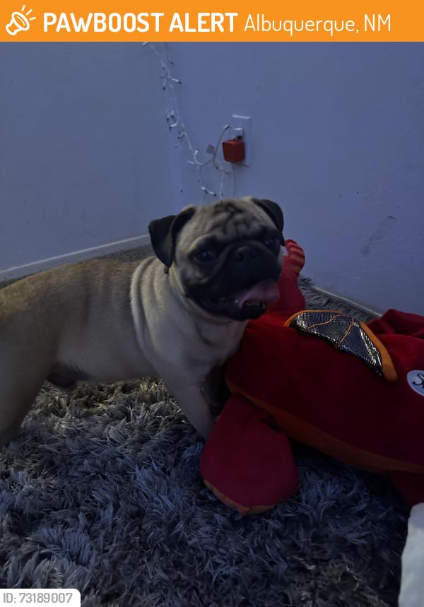 Found/Stray Male Dog last seen Smith ave se Albuquerque New Mexico, Albuquerque, NM 87106