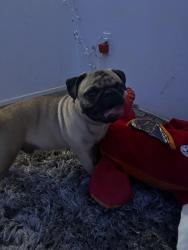 Found/Stray Male Dog last seen Smith ave se Albuquerque New Mexico, Albuquerque, NM 87106