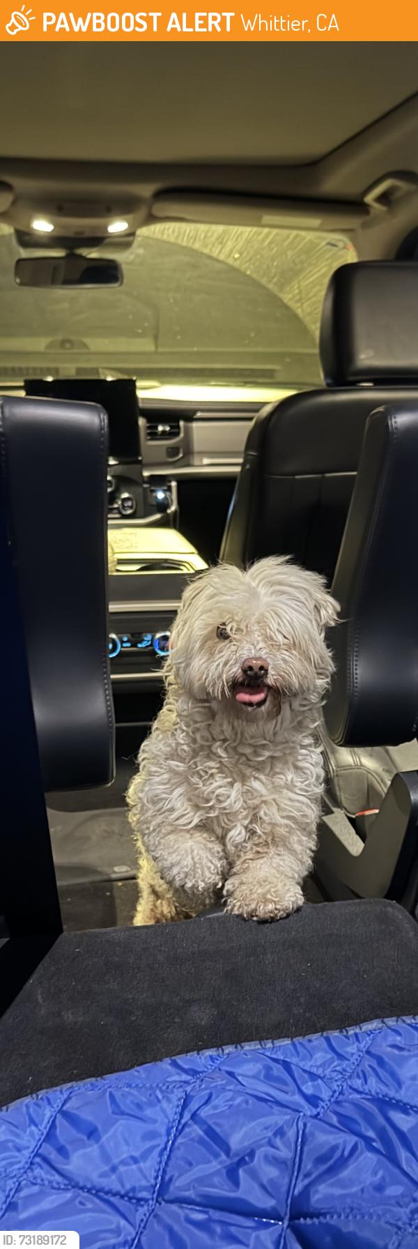 Found/Stray Female Dog last seen Garydale/Tidwell, Whittier, CA 90604