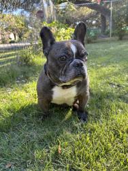 Reunited Male Dog last seen Near SW 110th St, Kendall, FL 33156, USA, Kendall, FL 33156