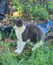 Lost Male Cat last seen 160th Avenue East, Sumner, WA 98390
