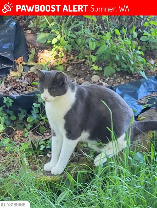 Lost Male Cat last seen 160th Avenue East, Sumner, WA 98390
