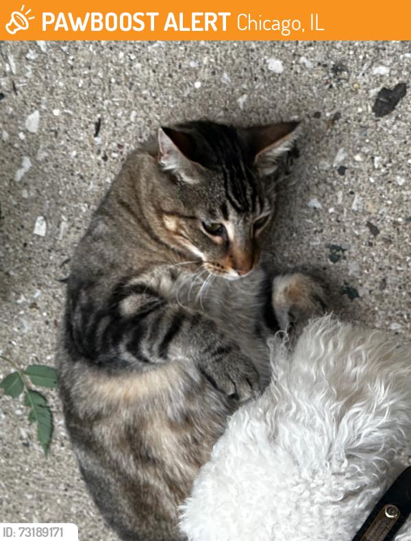 Found/Stray Unknown Dog last seen Spaulding andE Bellplaine, Chicago 60618, Chicago, IL 60618