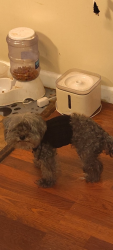 Reunited Male Dog last seen Kent street and Grove street, Elk Grove, CA 95624