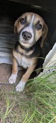 Found/Stray Female Dog last seen Lavender Rd, Tyler TX, Tyler, TX 75706