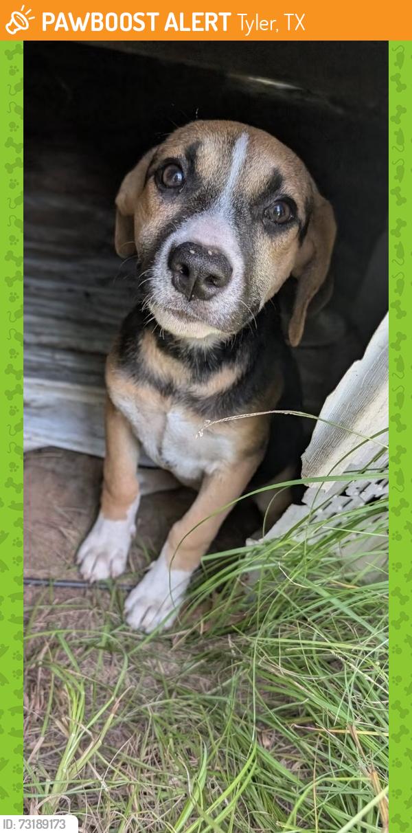 Found/Stray Female Dog last seen Lavender Rd, Tyler TX, Tyler, TX 75706