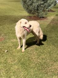 Found/Stray Male Dog last seen Mayfair Village Shopping Center, 5012 N May Ave, Oklahoma City, OK 73112, Oklahoma City, OK 73112