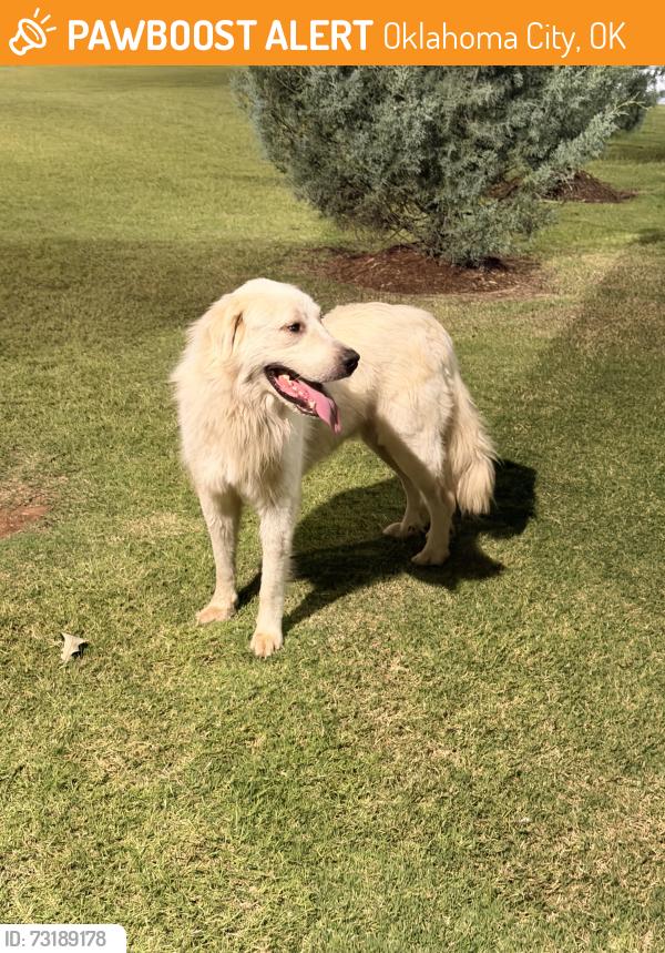 Found/Stray Male Dog last seen Mayfair Village Shopping Center, 5012 N May Ave, Oklahoma City, OK 73112, Oklahoma City, OK 73112