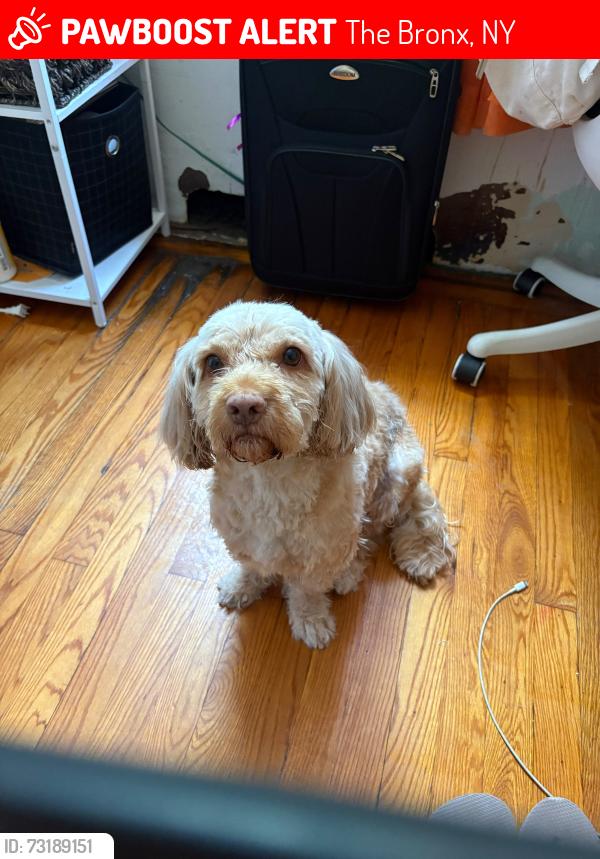 Lost Female Dog last seen Near train, Deli Slas Place in the corner, Matthews Muliner Playground, The Bronx, NY 10462