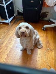 Lost Female Dog last seen Near train, Deli Slas Place in the corner, Matthews Muliner Playground, The Bronx, NY 10462