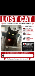 Lost Male Cat last seen Cookingham and 108th st, Kansas City, MO 64157