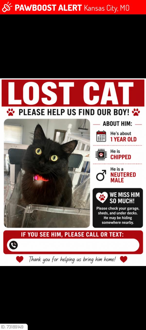 Lost Male Cat last seen Cookingham and 108th st, Kansas City, MO 64157