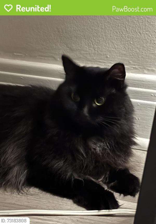 Reunited Female Cat last seen Near rue de champigny, Montréal, QC H4E 1M1