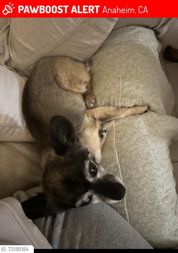 Lost Female Dog last seen Orangewood, Anaheim, CA 92802