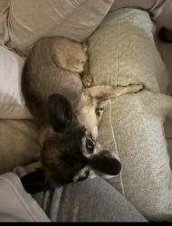 Lost Female Dog last seen Orangewood, Anaheim, CA 92802
