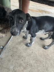 Lost Male Dog last seen Schunior st y 107, Edinburg, TX 78541