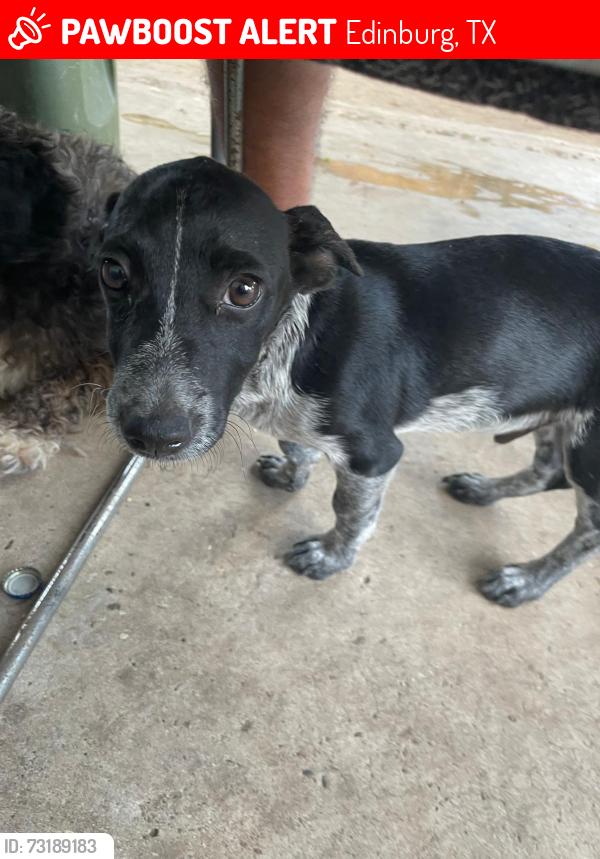 Lost Male Dog last seen Schunior st y 107, Edinburg, TX 78541