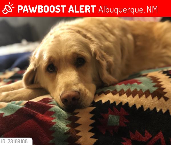 Lost Female Dog last seen Wyoming & San Antonio, Albuquerque, NM 87109