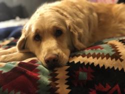 Lost Female Dog last seen Wyoming & San Antonio, Albuquerque, NM 87109