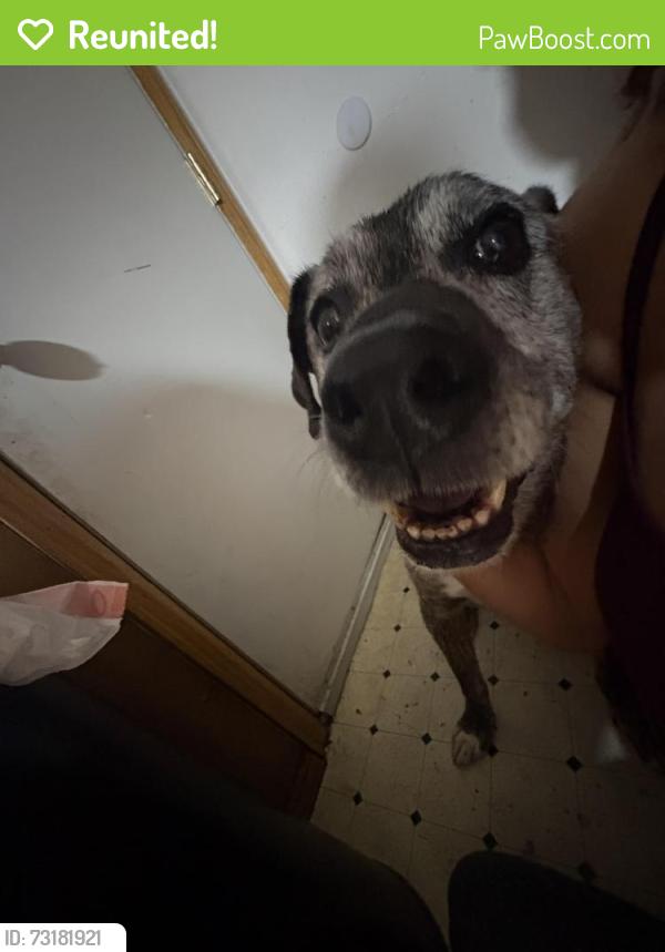 Reunited Unknown Dog last seen Arapahoe and Broadway, Centennial, CO 80121