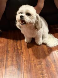 Lost Female Dog last seen Nutwood and Chapman, Garden Grove, CA 92842