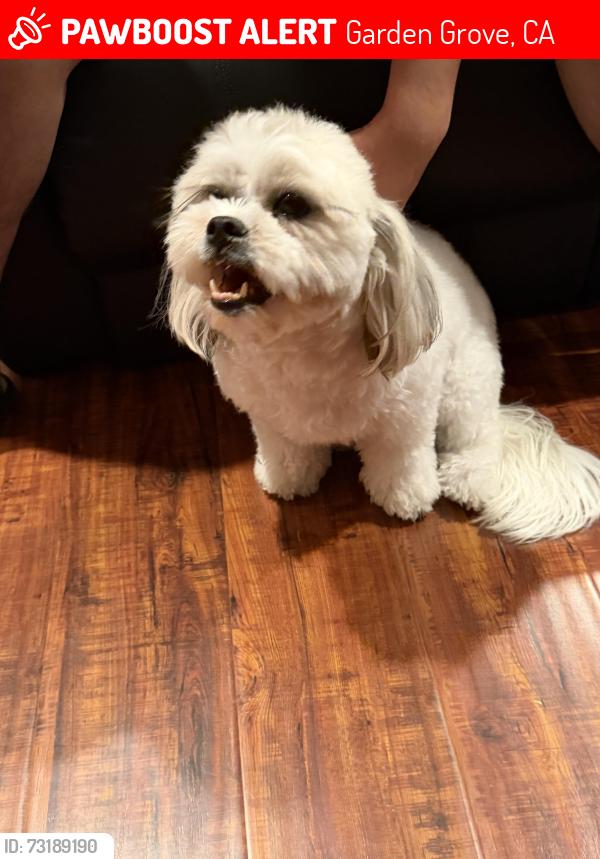 Lost Female Dog last seen Nutwood and Chapman, Garden Grove, CA 92842