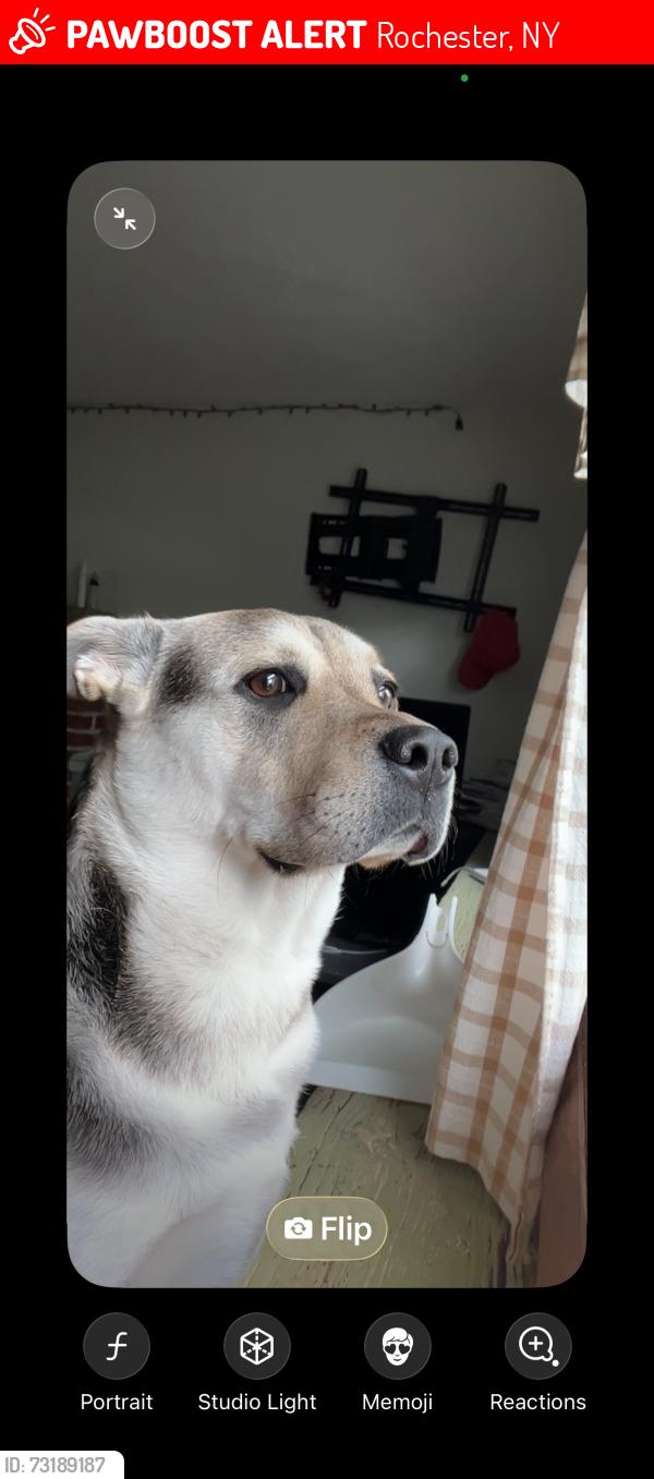 Lost Female Dog last seen Near dorsetwood drive, Rochester, NY 14612