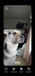 Lost Female Dog last seen Near dorsetwood drive, Rochester, NY 14612