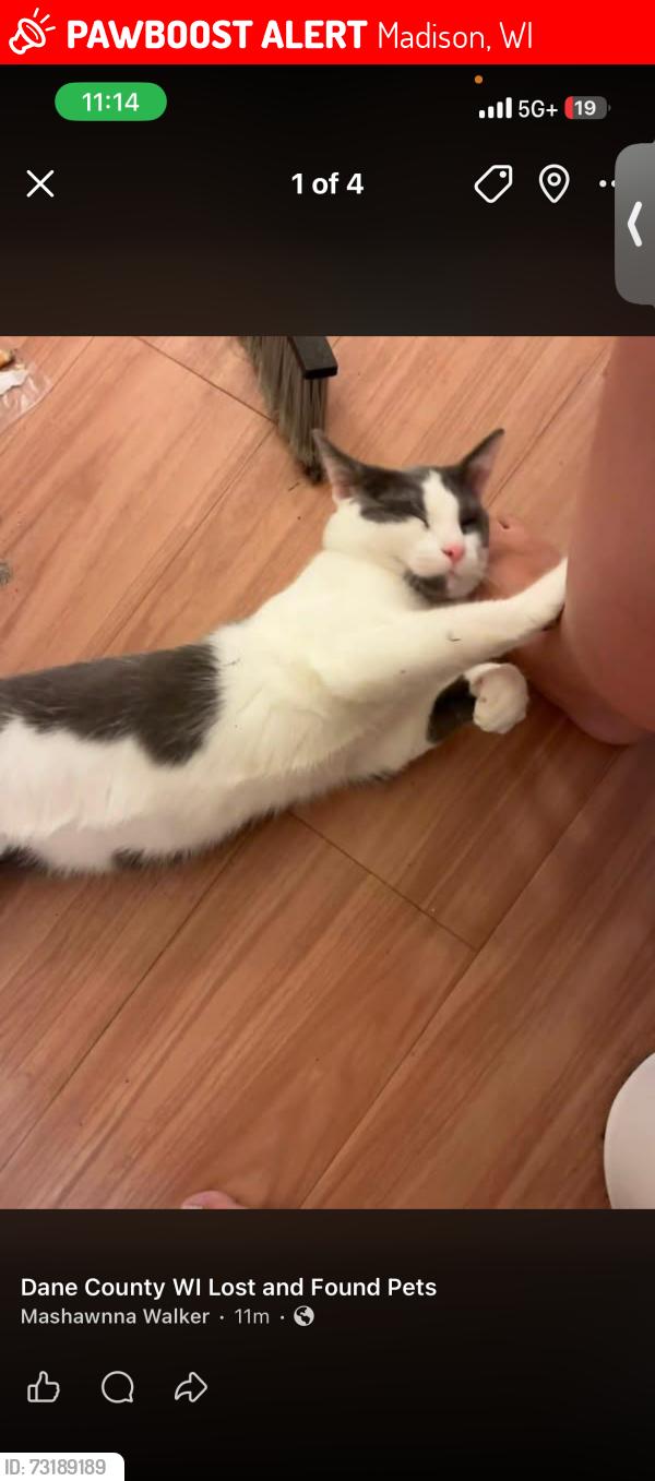 Lost Male Cat last seen W Washington ave and regent st, Madison, WI 53715
