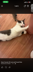 Lost Male Cat last seen W Washington ave and regent st, Madison, WI 53715