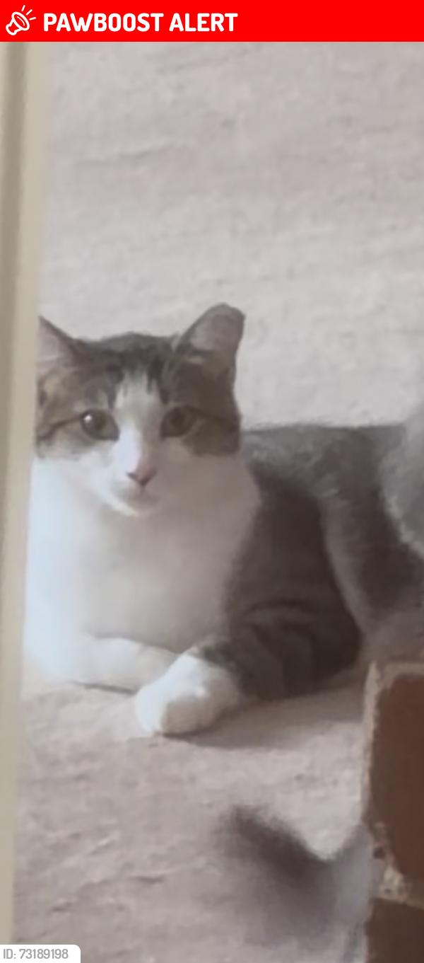 Lost Female Cat last seen Hillsville Rd, Hillsville Mini Mart Hardware, Randolph County, NC 27350