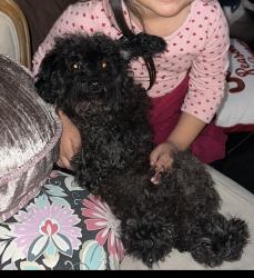 Reunited Male Dog last seen Winter garden, El Cajon, CA 92021