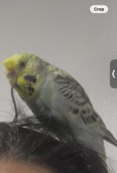Lost Female Bird last seen Milton road, Auchenflower, QLD 