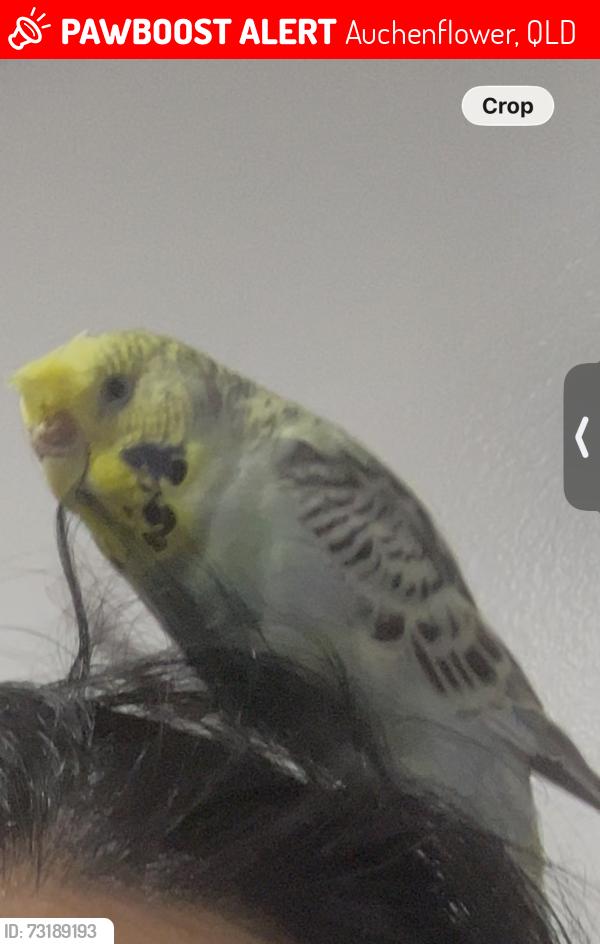 Lost Female Bird last seen Milton road, Auchenflower, QLD 