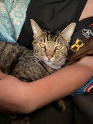 Reunited Male Cat last seen Ray white, Keller, TX 76244