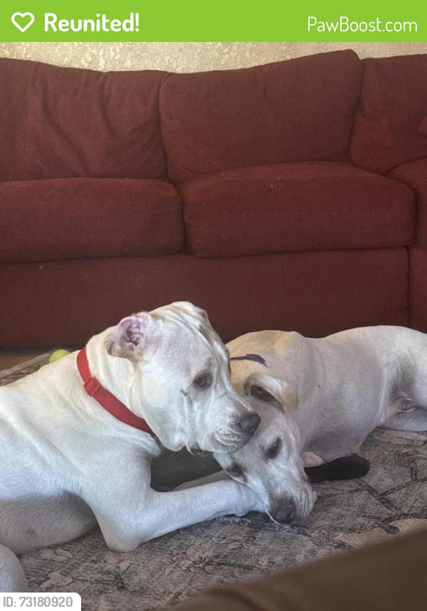 Reunited Male Dog last seen Green valley and high view, Henderson, NV 89014