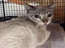 Shelter Stray Female Cat last seen , 1850 W 60th St, Los Angeles, CA 90047, USA