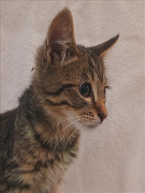 Shelter Stray Male Cat last seen , 1850 W 60th St, Los Angeles, CA 90047, USA
