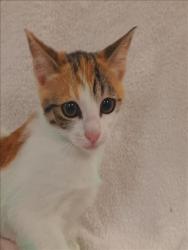 Shelter Stray Female Cat last seen , 1850 W 60th St, Los Angeles, CA 90047, USA