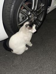 Found/Stray Unknown Cat last seen Near alona st and 1500 west river lane, Santa Ana, ca, Santa Ana, CA 92706