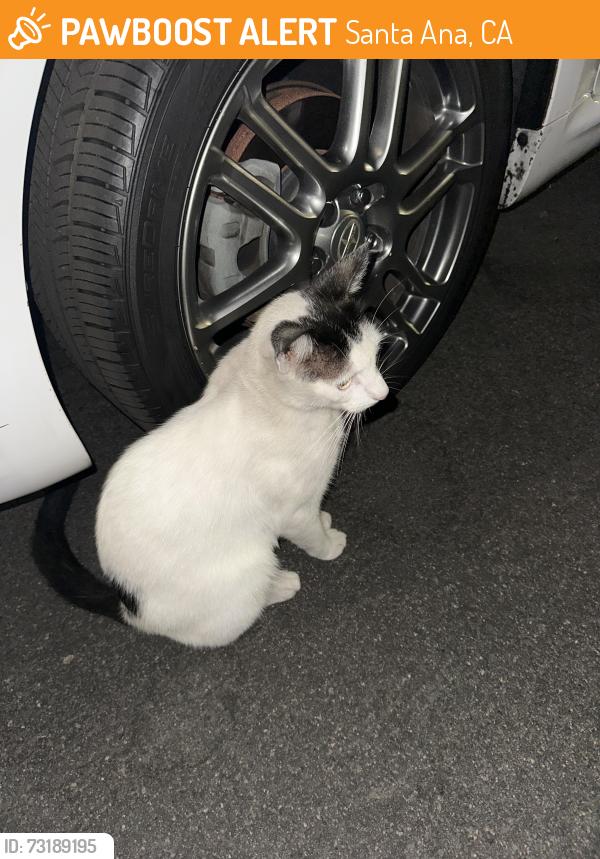 Found/Stray Unknown Cat last seen Near alona st and 1500 west river lane, Santa Ana, ca, Santa Ana, CA 92706