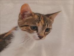 Shelter Stray Female Cat last seen , 1850 W 60th St, Los Angeles, CA 90047, USA