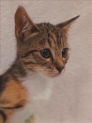Shelter Stray Female Cat last seen , 1850 W 60th St, Los Angeles, CA 90047, USA