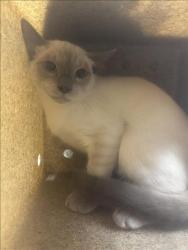 Shelter Stray Male Cat last seen , 957 N Gaffey St, San Pedro, CA 90731, USA