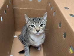 Shelter Stray Male Cat last seen Near BLOCK WASHINGTON AVE S, KENT WA 98032, 21615 64th Ave S, Kent, WA 98032, USA