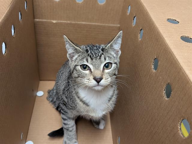 Shelter Stray Male Cat last seen Near BLOCK WASHINGTON AVE S, KENT WA 98032, 21615 64th Ave S, Kent, WA 98032, USA