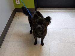Shelter Stray Male Dog last seen Near BLOCK 164TH AVE SE, COVINGTON WA 98042, 21615 64th Ave S, Kent, WA 98032, USA