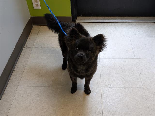 Shelter Stray Male Dog last seen Near BLOCK 164TH AVE SE, COVINGTON WA 98042, 21615 64th Ave S, Kent, WA 98032, USA