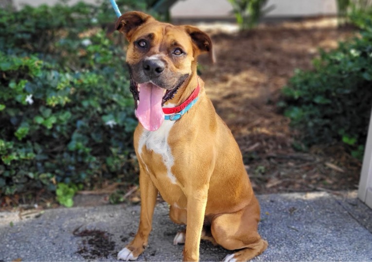 Shelter Stray Male Dog last seen , 957 N Gaffey St, San Pedro, CA 90731, USA